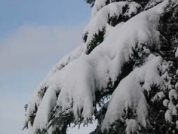 foto neve del 7 Marzo 2004 alberi 6